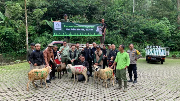 Jelang Idul Adha, Taman Safari Bogor Sumbangkan 37 Ekor Kambing Kurban untuk Masyarakat Cibeurem