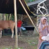 Anak TK di Tasikmalaya Berkurban Sapi dari Tabungan Lomba Mewarnai