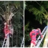 Lansia Tak Sadarkan di Atas Pohon Kelapa: Drama Evakuasi di Tasikmalaya