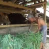 BERI PAKAN: Seorang peternak sapi di Dusun Batugara saat memberikan pakan di kandang, belum lama ini.
