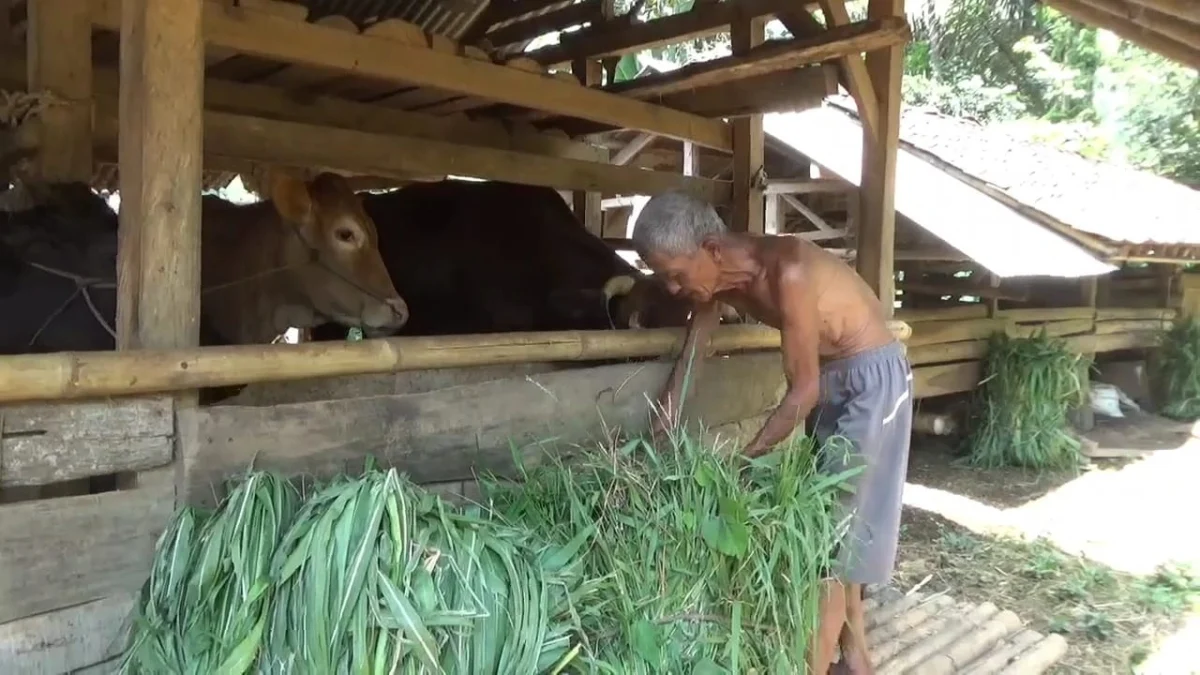 BERI PAKAN: Seorang peternak sapi di Dusun Batugara saat memberikan pakan di kandang, belum lama ini.