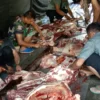 POTONG: Anggota Kodim Makodim Sertu Agustana pada saat melaksanakan pemotongan daging hewan kurban, di Makodim