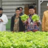 KUNJUNGI: Bakal calon Bupati Sumedang, Dony Ahmad Munir melihat langsung tanaman sayuran hidroponik di Pondok
