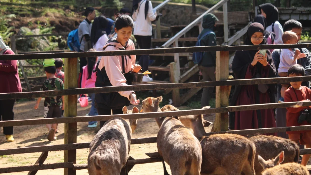 Sejumlah pengunjung saat memberi makan rusa di Tahura Ir H Djuanda.