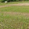 KERING: Puluhan hektare sawah di Kecamatan Ujungjaya mengalami kekeringan yang diakibatkan kurangnya pasokan a