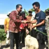 SERAHKAN: Pj Bupati Sumedang Yudia Ramli saat memberikan bantuan hewan ternak kepada seorang warga di Cimalaka