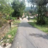 MULUS: Jalan Desa Babakanasem setelah diperbaiki sehingga mempermudah mobilitas warga setempat.