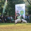 GELAR: Kodim 0610/Sumedang menggelar kegiatan seni ketangkasan Domba Garut Piala Dandim 0610, Minggu (30/6).