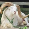 495 Domba Adu Kasep di Tasikmalaya, Mana yang Paling Menarik?