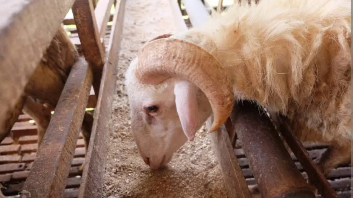 Domba Banyak Dipilih Sebagai Hewan Kurban, Berikut Penjelasan dari Dokter Hewan