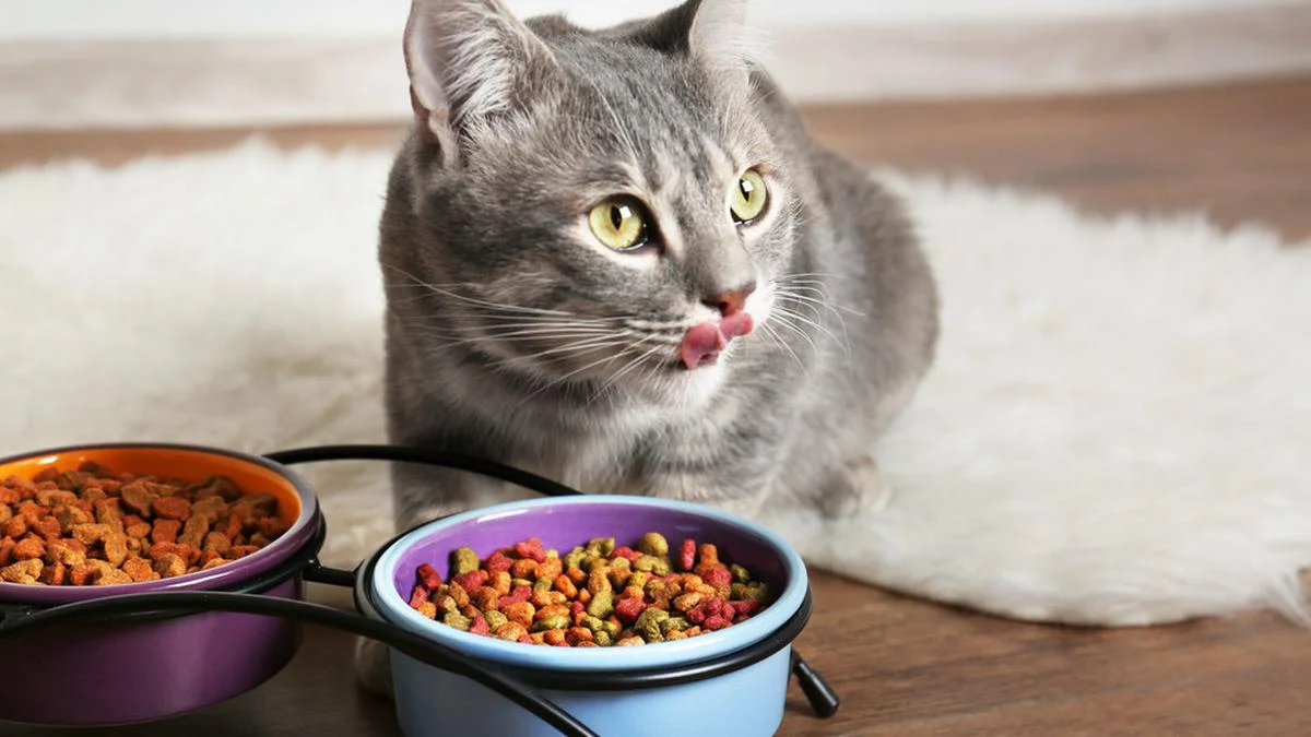 5 Rekomendasi makanan kucing