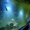Objek wisata aquarim pangandaran