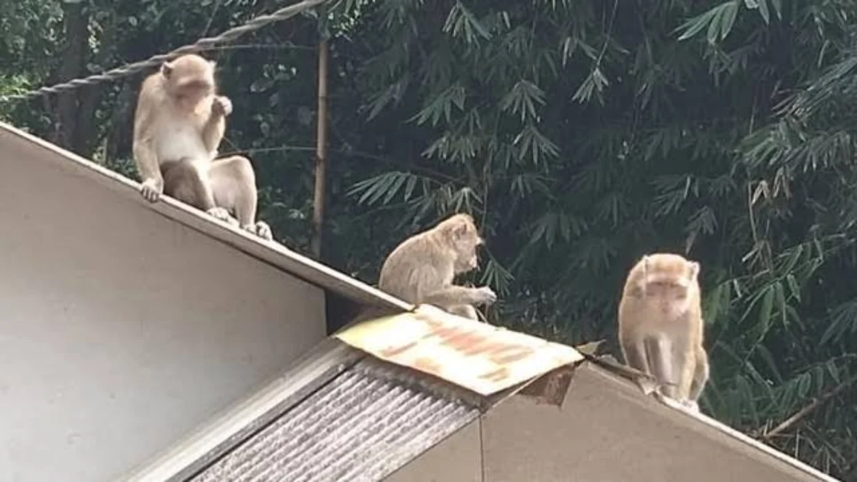 Segerombolan Monyet Turun ke Pemukiman Warga, Ada Apa?
