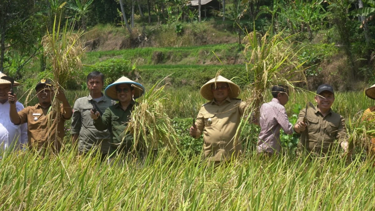 INOVASI: Pj Bupati Sumedang Yudia Ramli saat mengikuti panen raya padi organik di Desa Cikurubuk, belum lama i