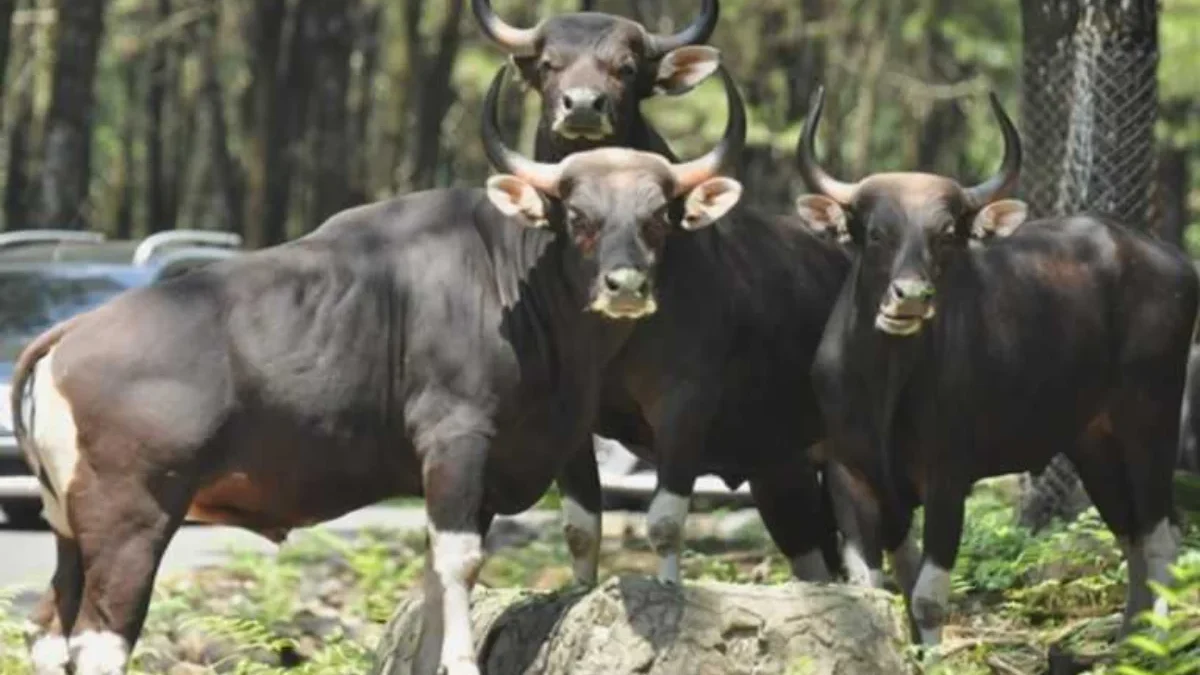 Tafsir Mimpi Melihat Banteng: Pertanda Baik atau Buruk? Bukan Erek-erek